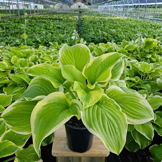 Fragrant Bouquet Hosta Crop