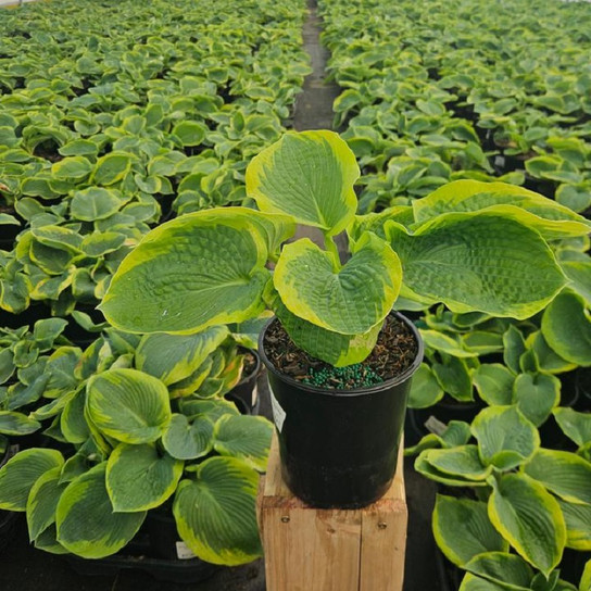 Frances Williams Hosta yellow leaf margins