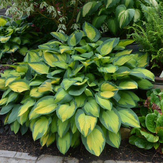 Pauls Glory Hosta Bush in the Landscaping