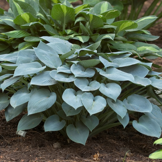 Halcyon Hosta Growing in the Shade