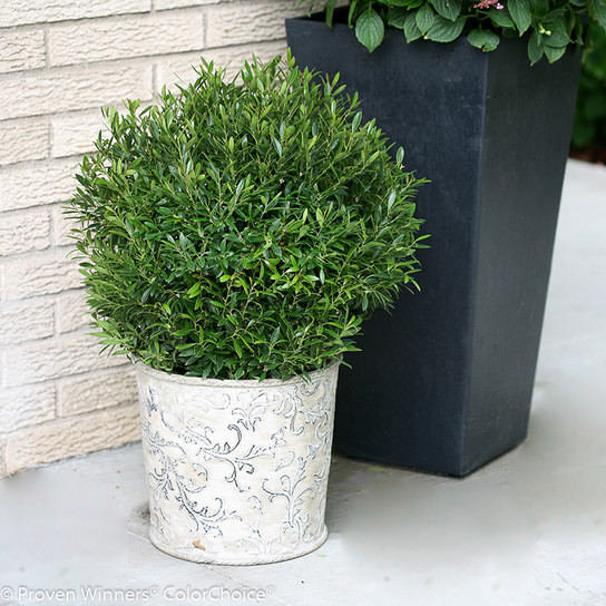 Gem Box Inkberry Holly Bush in Garden Planter