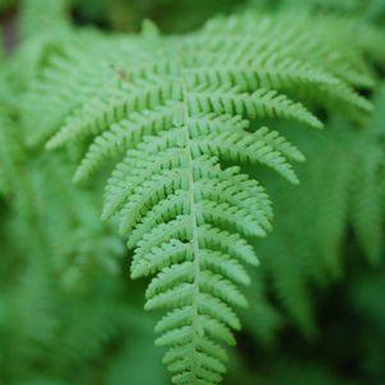 Hay Scented Fern Foliage Close Up