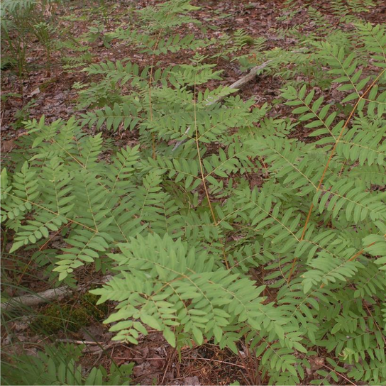 Royal Fern Growing in the Landscaping