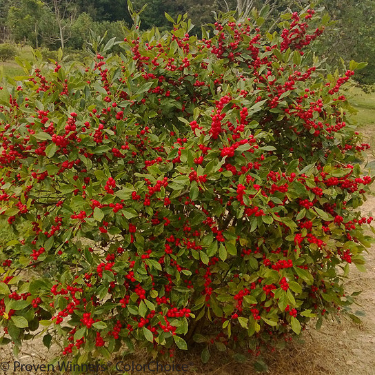 Large Little Goblin Red Winterberry Holly Shrub With Berries