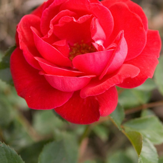 Easy Elegance® Como Park Rose Flower Close Up