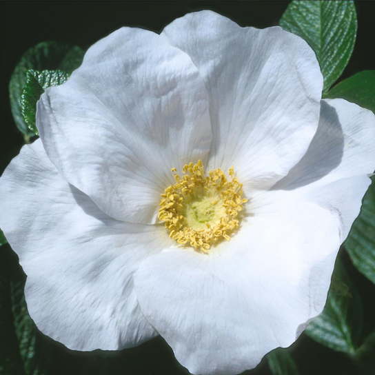 White Rugosa Rosa Flower Petal Close Up