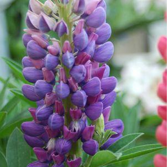 Gallery Blue Lupine Foliage Close Up