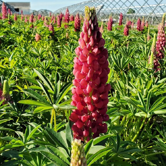 Gallery Red Lupine blooming in nursery
