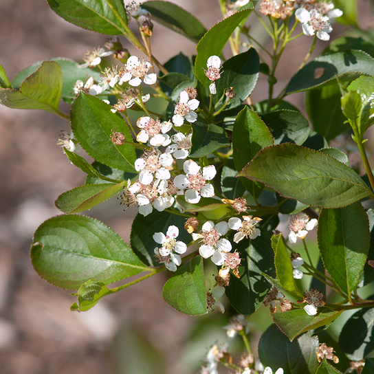 Viking Chokeberry Flowers and Leaves