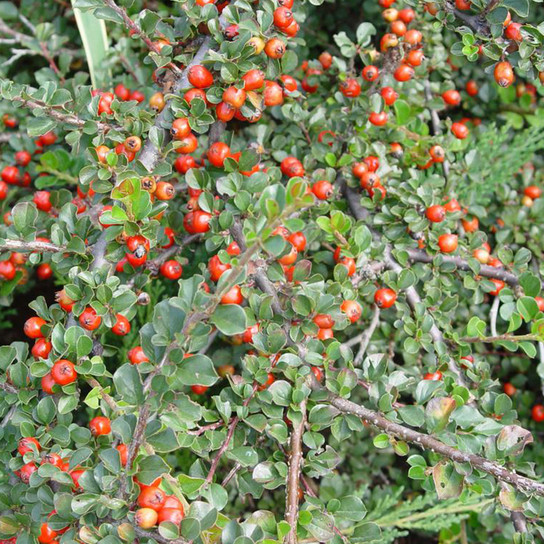 Cranberry Cotoneaster Shrub