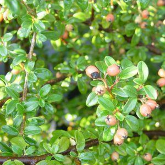 Coral Beauty Cotoneaster Stem with Foliage and Fruit