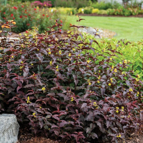 Nightglow® Bush Honeysuckle Shrub In The Sunlight