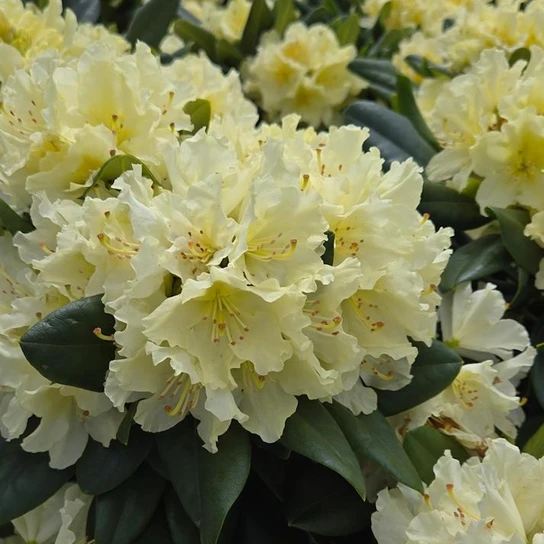 Capistrano Rhododendron pale yellow flowers