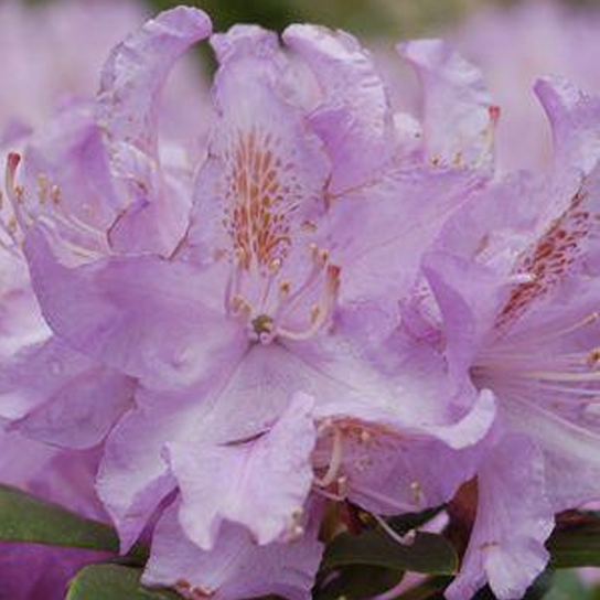 Minnetonka Rhododendron Flower Close Up
