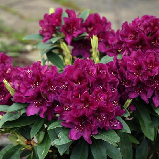 Polar Night Rhododendron Flowering