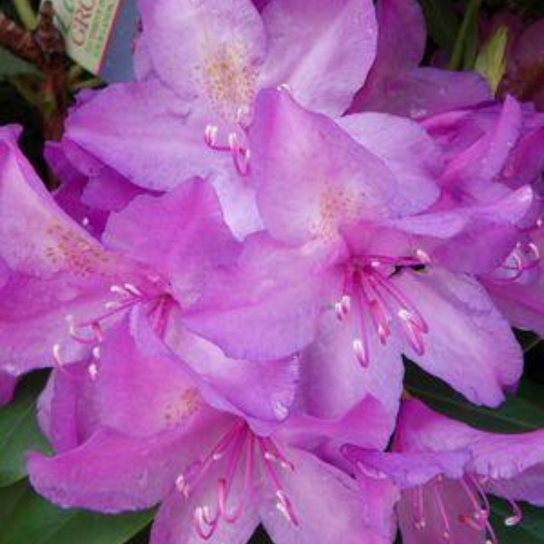 Boursault Rhododendron Flower Close Up