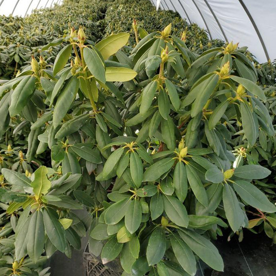 Roseum Elegans Rhododendron Shrub in the Garden