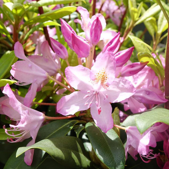 Independence Rosebay Rhododendron Flowers and Leaves