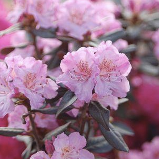 Midnight Ruby Rhododendron Bloom Close Up