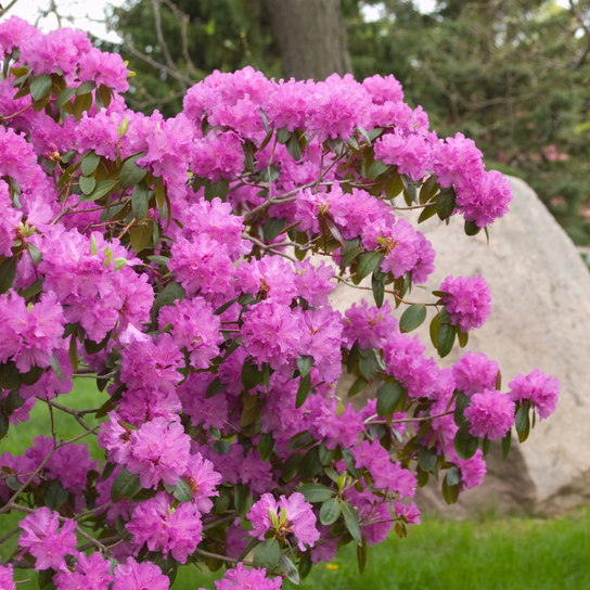 PJM Elite Rhododendron Flowering