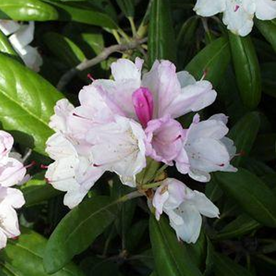 Yaku Princess Rhododendron in the Shade