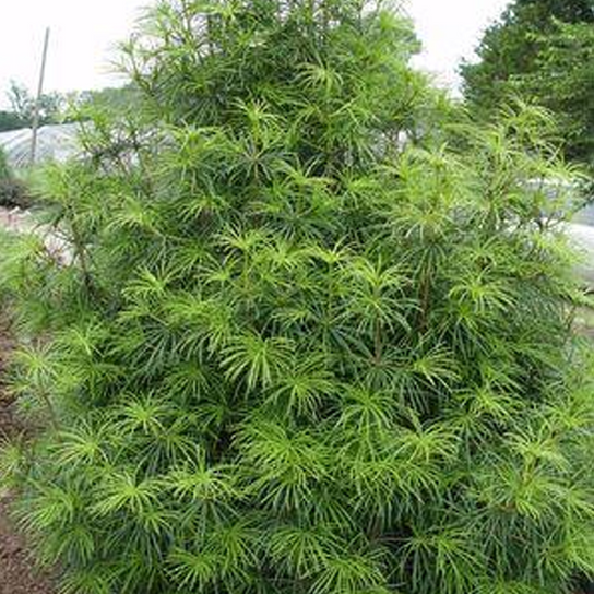 Japanese Umbrella Pine Foliage Growing