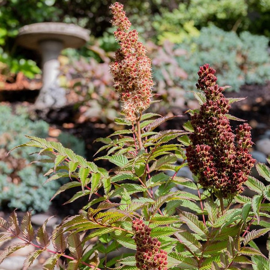 Cherry On Top False Spirea flowering shrub