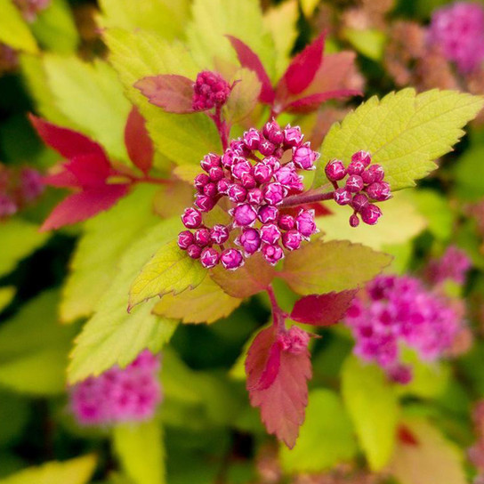 Rainbow Fizz™ Spirea Shrub