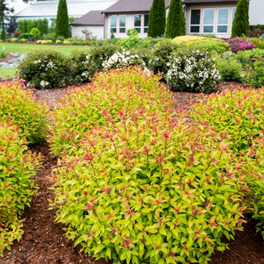 Rainbow Fizz™ Spirea Shrubs Blooming in the Garden