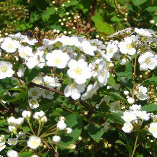 Renaissance Spirea Flowering