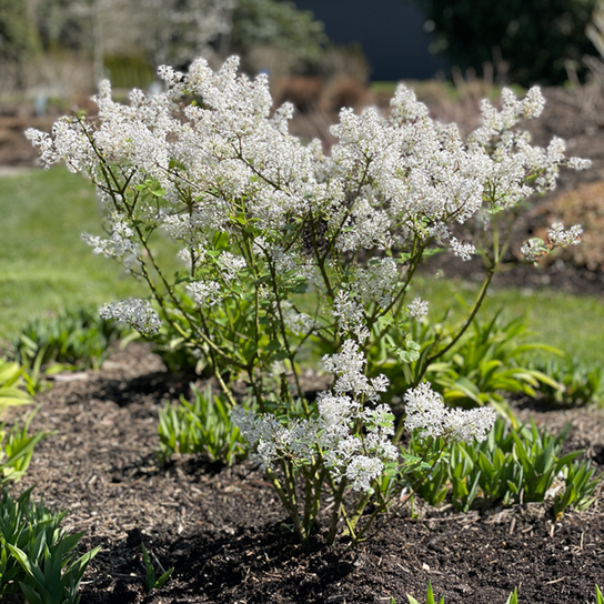 Pearl Potion™ Lilac Shrub Covered in Blooms