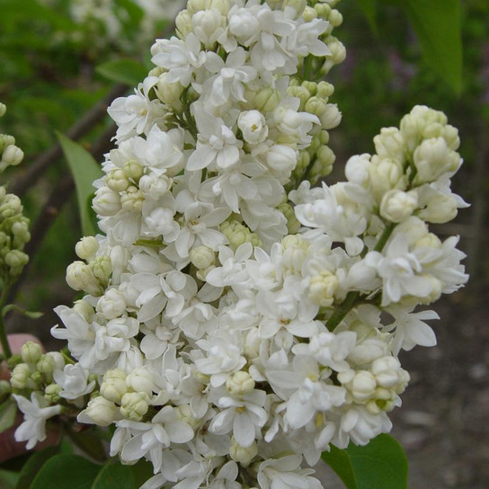 Beauty of Moscow Lilac White Flowers