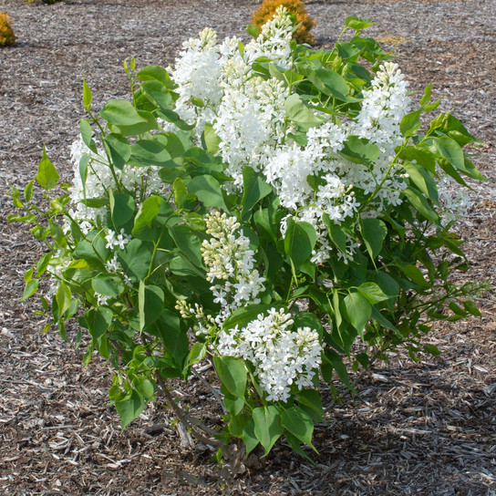 Young New Age White Lilac Shrub Flowering