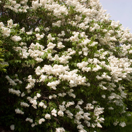 Mount Baker Lilac Covered in Blooms