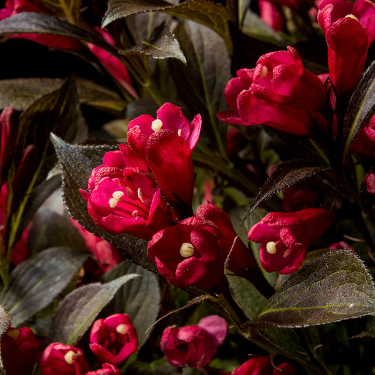 Electric Love® Weigela Blooming