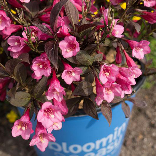 Stunner™ Weigela in Pot