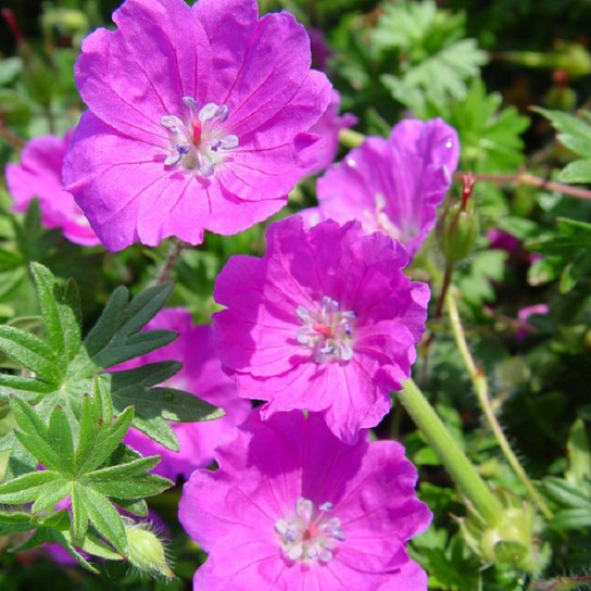 Max Frei Geranium flower close up