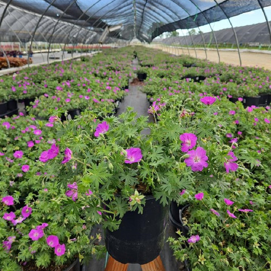 New Hampshire Geranium in nursery