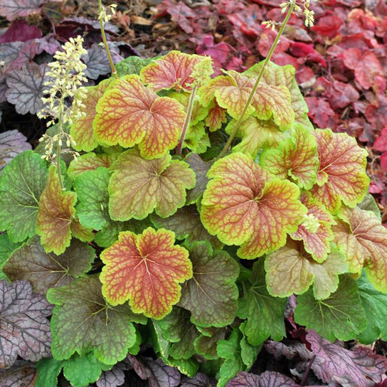 Plants that Work Delta Dawn Coral Bells