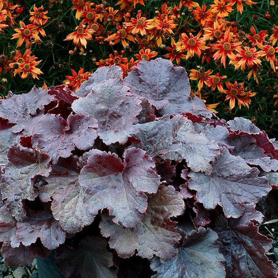 Northern Exposure™ Black Coral Bells Foliage