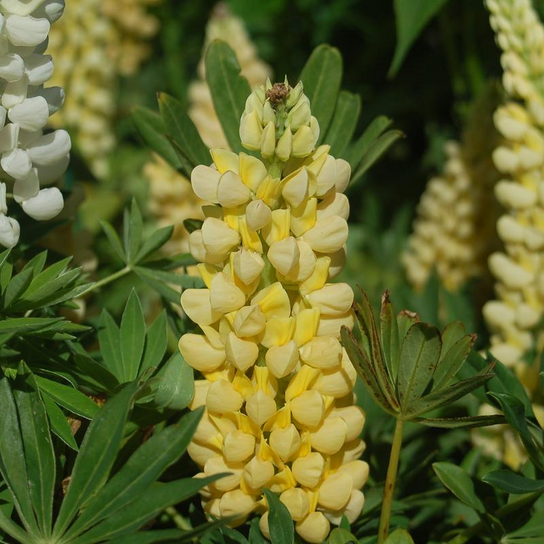 Chandelier Lupine Foliage and Flower Close Up