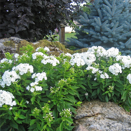 Volcano® White Garden Phlox Growing in the Landscaping