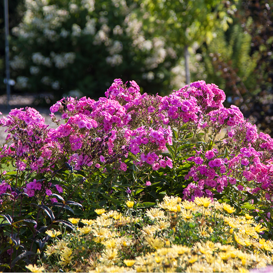 Bubblegum Pink Garden Phlox Growing in the Sunlight