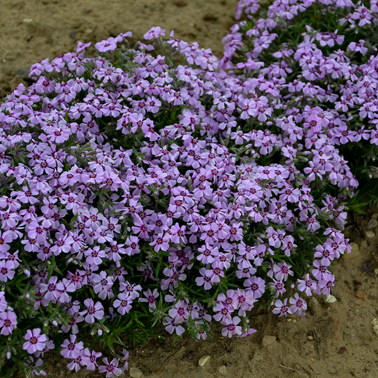 Eye Candy Moss Phlox Growing in the Ground