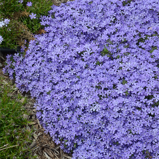 Violet Pinwheels Creeping Phlox Growing in the Landscaping