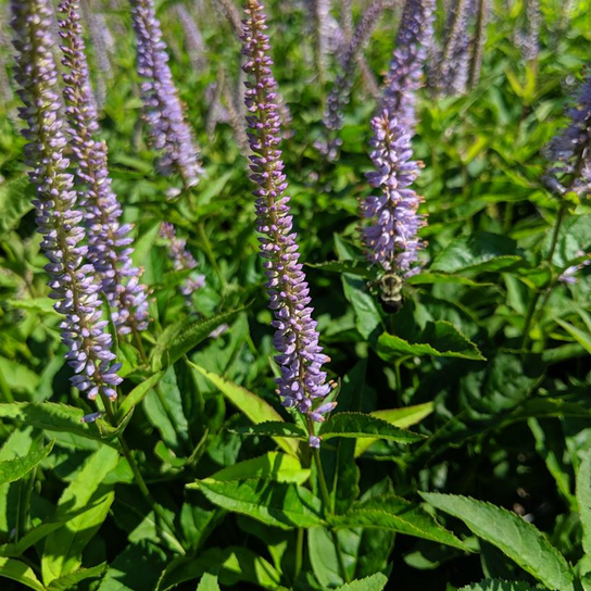 Red Arrow Veronicastrum Virginicum Foliage and Blooms Close Up