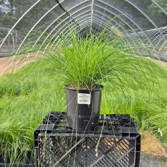 Appalachian Sedge Grass in black container