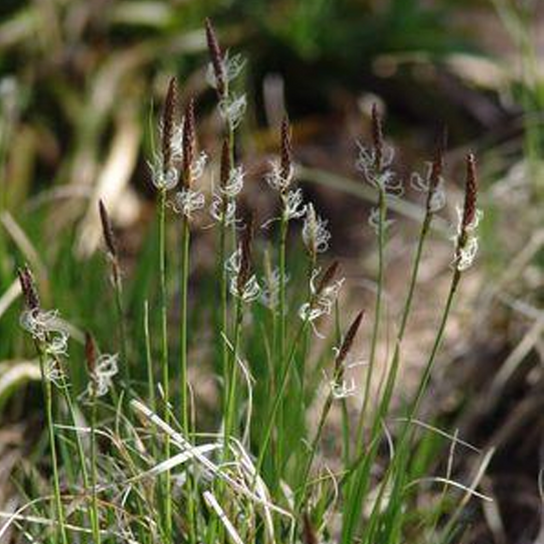 Pennsylvania Sedge Grass Bush Growing