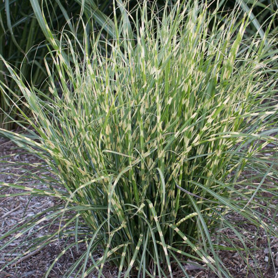 Bandwidth Maiden Grass on the Ground