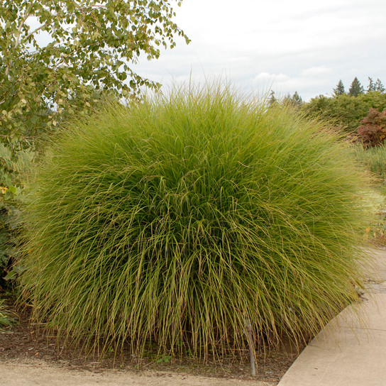 Tall Gracillimus Maiden Grass in the Garden